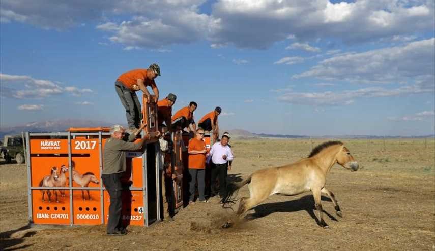 Wild horses return to Mongolia's steppes