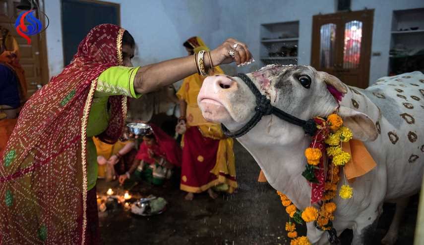 انتقاد نخست وزیر هند از کشتن انسان برای دفاع از گاو