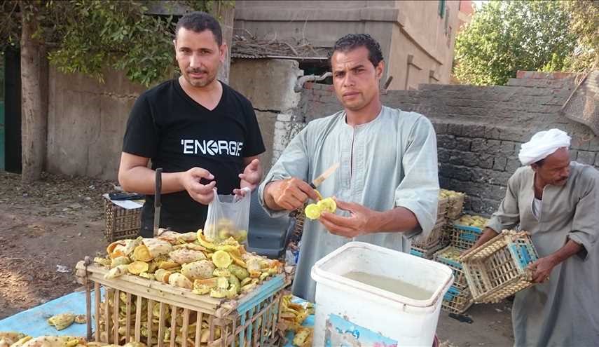 فاكهة الصبار او التين الشوكي من أشهر فواكه فصل الصيف في مصر