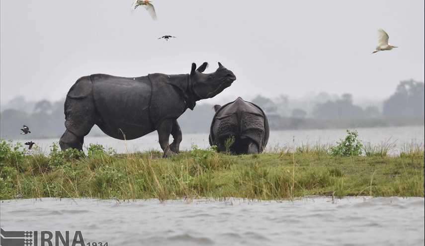 India / Flood in Casiranga National Park