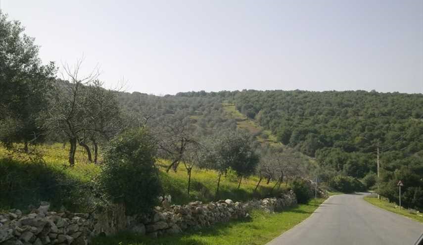 جمال غابات برقش في الأردن ...