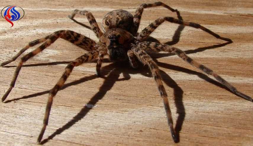 بالصور.. أكبر عنكبوت في العالم يهاجم سكان منزل في بريطانيا
