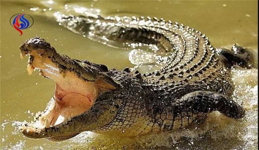 تمساح في سيريلانكا يلتهم محررا لإحدى الصحف العالمية