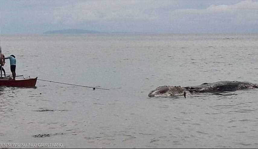 بالصور.. عملاق بحري غامض يثير الرعب في جزيرة فلبينية