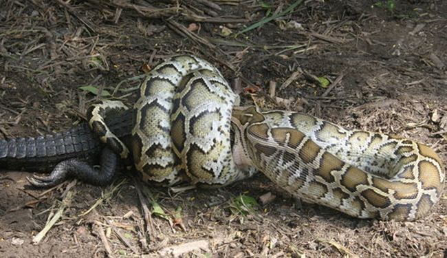 Video Shows Giant Python Swallowing An Unlucky Alligator