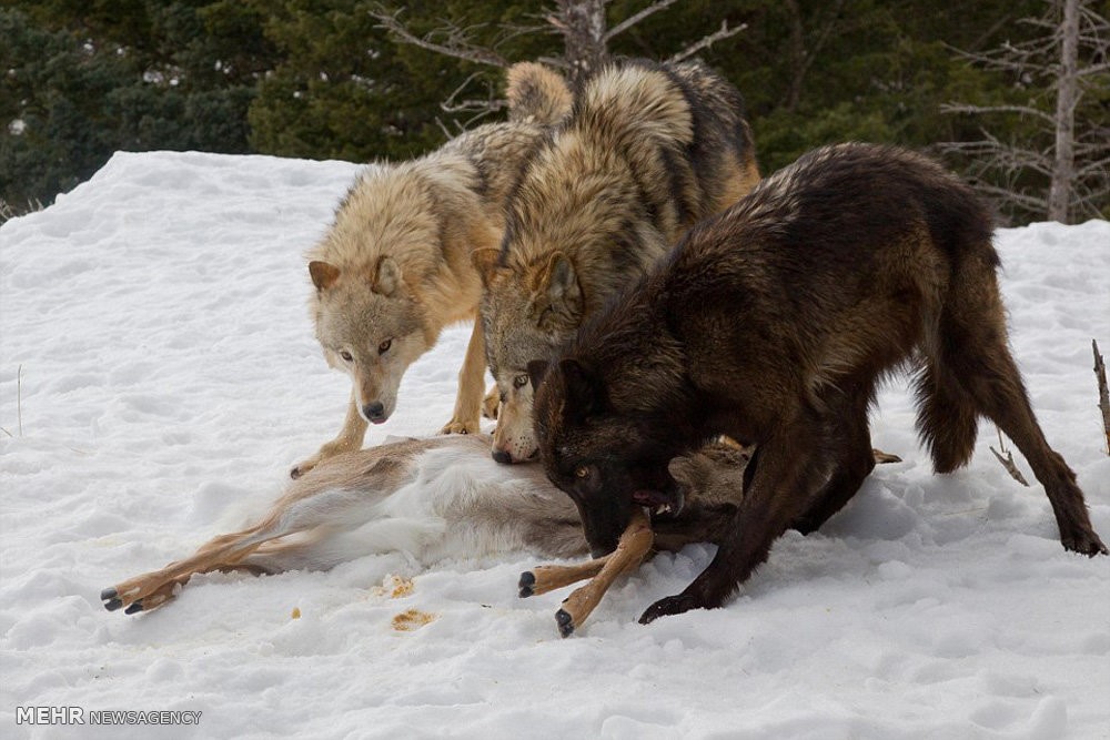 مبارزه خرس با گرگ ها | تصاویر