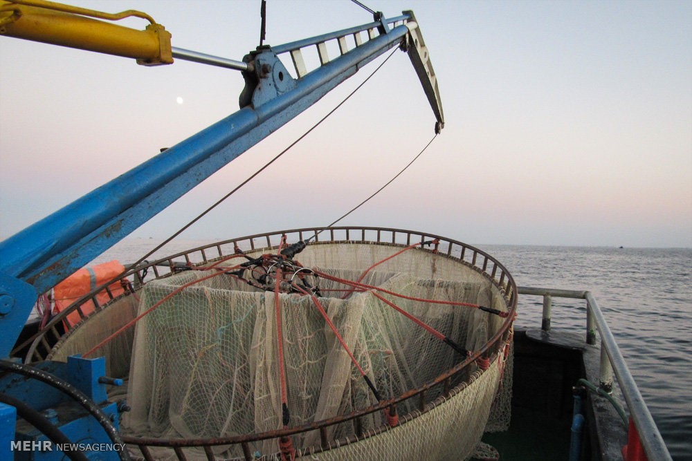 صید ماهی کیلکا در دریای خزر | تصاویر