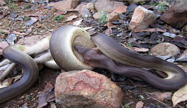 Python Swallowing a Wallaby at a National Park