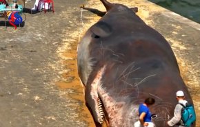 نهنگ غول پیکر در قلب پاریس + فیلم 