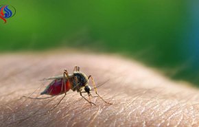 چرا پشه‌ها بعضی‌ها را بیشتر نیش می‌زنند؟