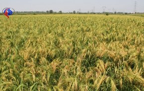 امکان افزایش تولید برنج به ۲ برابر فعلی در هر هکتار 