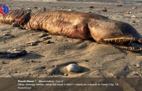 ماهیت حیوان دریائی عجیب آمریکا معلوم شد 
