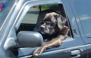 بالفيديو/ترك كلبه في السيارة ..لكن ما فعله الكلب داخلها لا يصدقه عقل!