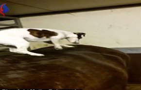 شاهد بالفيديو، في مشهد طريف كلب يساعد حصانا على حك ظهره 