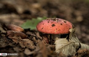 برداشت قارچ در جنگل‌های گیلان + تصاویر