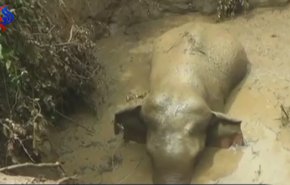 بالفيديو.. لحظة إنقاذ فيل سقط داخل بئر بأرض زراعية