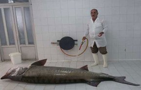 صید ماهی ۲۰۵ کیلویی در سواحل گیلان!