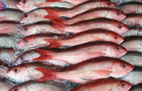 هل تعتقدون أن السمك الطازج أكثر فائدة من المجمد؟ 