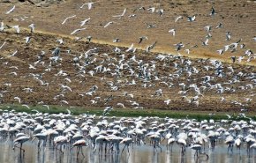 بالصور: الطيور المهاجرة، بحيرة کاني برازان في مهاباد شمالي غربي ايران