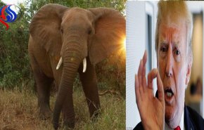 ترامب يتخذ قرارا مهما من أجل الفيلة!!
