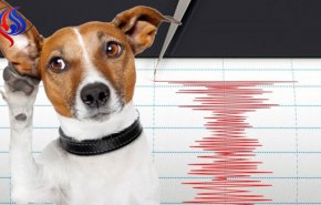 هل تستشعر الحيوانات الزلازل قبل وقوعها ؟! .. تعرَّف على التفاصيل 