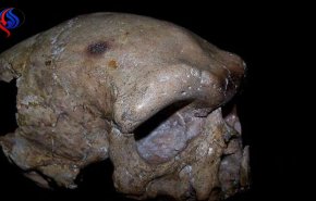 تحديد عمر أقدم جمجمة بشرية مكتشفة على الأرض