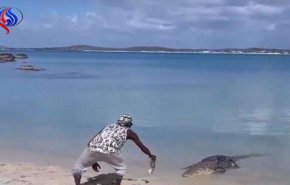 بالفيديو.. شاب يخاطر بنفسه لإطعام تمساح جائع!