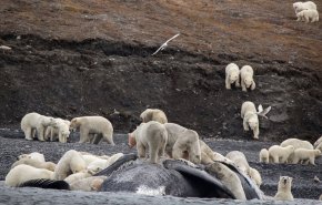 حمله ۲۳۰ خرس‌ قطبی به لاشه یک نهنگ غول‌پیکر