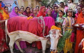 لماذا يعبد الهندوس البقر ؟ 