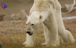 بالفيديو.. فيديو مؤلم لدب قطبي دمرته التغيرات المناخية