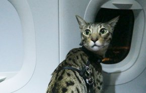 فرود اضطراری هواپیما به دلیل وجود گربه در کابین خلبان