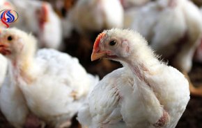 آنفلوآنزای مرغی در عربستان/ 60 هزار پرنده در ریاض معدوم شد