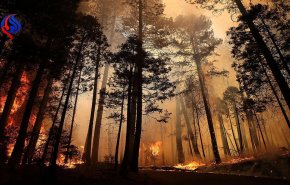 بالصور.. تغير المناخ يوقف نمو الغابات بعد الحرائق