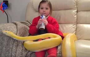 بالفيديو...  رد فعل طفلة تشرب الحليب والثعبان الأصفر يلتف حولها!!