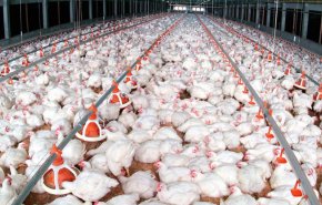 إنفلونزا الطيور تتسبب باعدام 12.3 مليون دجاجة في ايران