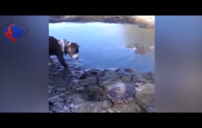فيديو مروع... تمساح يفترس كلبا