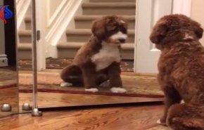 بالفيديو...شاهد ماذا فعل كلب عندما رأى نفسه في المرآة!!