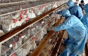 اعدام 14 مليون دجاجة بسبب انفلونزا الطيور في ايران