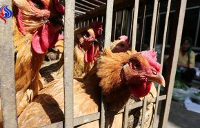 رصد إصابات بإنفلونزا الطيور في بريطانيا