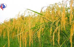 دولت برای مهار نرخ برنج وارد میدان شد