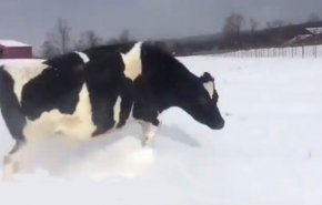 فيديو طريف: بقرة ترى الثلج لأول مرة.. شاهد ردة فعلها !!