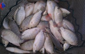 واردات "ماهی تیلاپیا" ممنوع شد