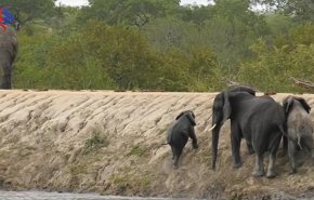 شاهد كيف تعرض هذا الفيل لموقف محرج! 