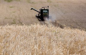 تجار: الأردن يشتري 60 ألف طن من القمح الصلد في مناقصة