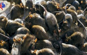 شاهد: فئران ضخمة تهدد ولاية كاليفورنيا الأمريكية 