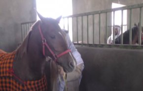 تربية الخيول في مدينة اهواز