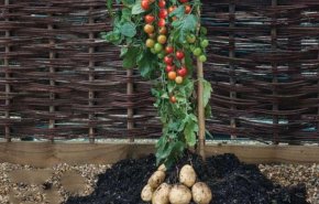 بالفيديو شاهد نبات مذهل ينتج الطماطم والبطاطس في نفس الوقت