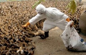 کشور در آستانه شیوع آنفلوآنزای جدید مرغی