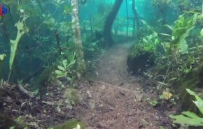 فيديو تشاهده لاول مرة... فيضان نهر يغمر الغابات ويحولها إلى عالم خيالي!