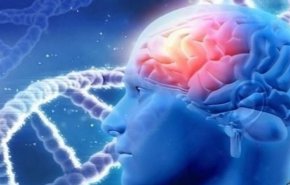 دراسة تكشف عن سن انتاج الدماغ لخلايا الذاكرة ..المعلومة تدهشك!